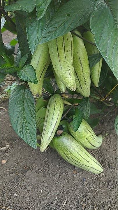 Cultivo de pepino dulce