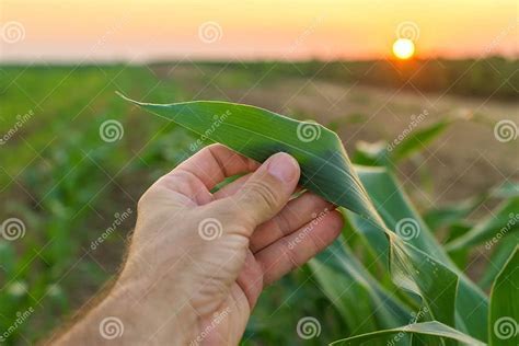 David Holding examinando sorgo