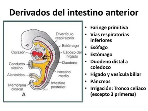 Desarrollo del Intestino Anterior