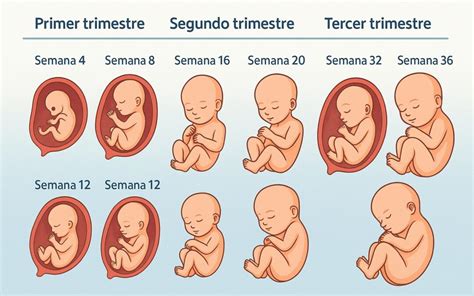 Desarrollo fetal por semanas