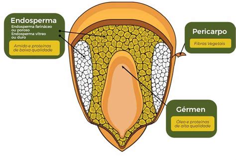 Diagrama de un grano de maíz