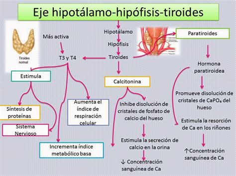 Diagrama del eje hipotálamo-hipófisis-tiroides (HPT)