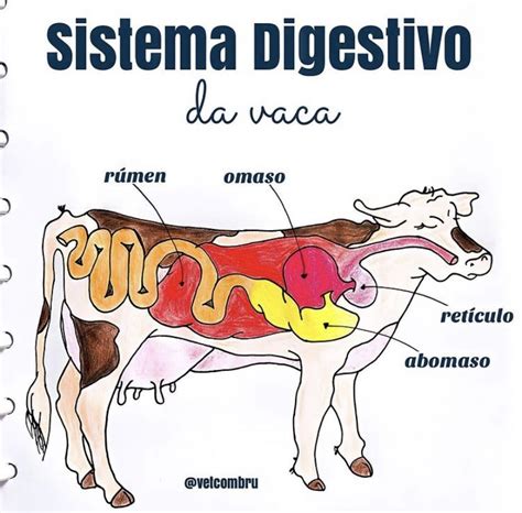 Diagrama del sistema digestivo de una vaca