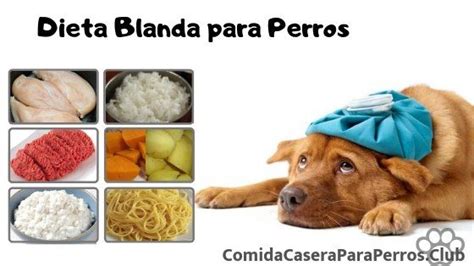 Dieta blanda para perros