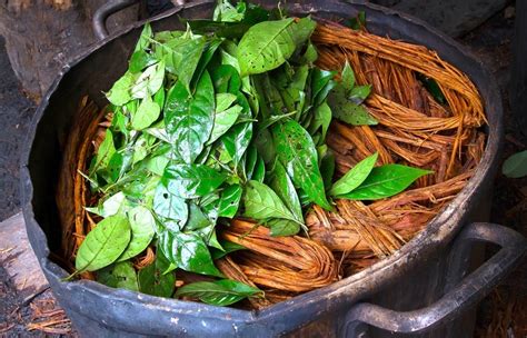 Dieta de Ayahuasca