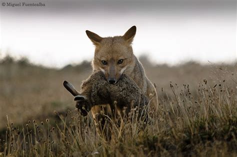 Dieta del Zorro Culpeo