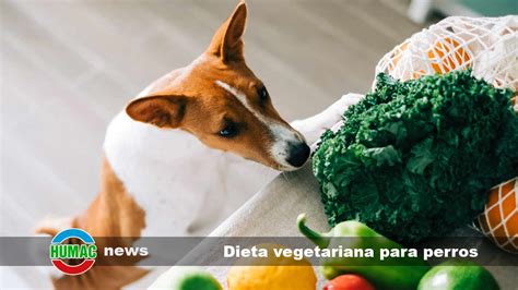 Dieta vegetariana para perros