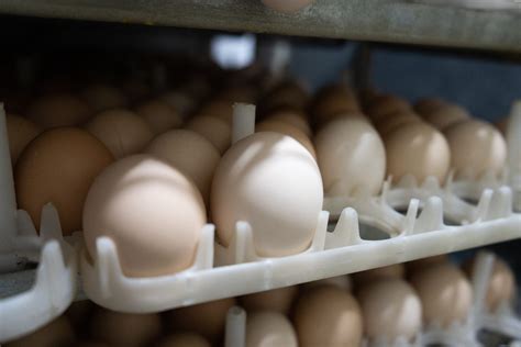 Diferenciación de huevos fértiles y no fértiles