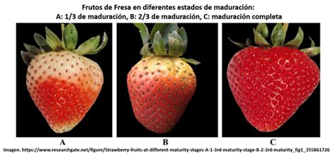 Diferentes estados de maduración de fresas