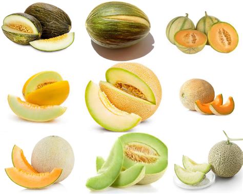 Diferentes tipos de melón