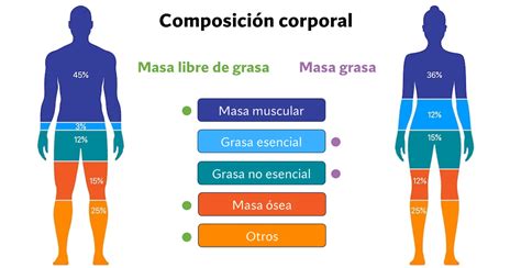 Distribución de grasa en hombres y mujeres