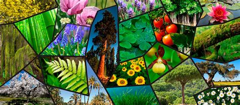 Diversidad Vegetal
