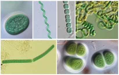 Diversidad de cianobacterias