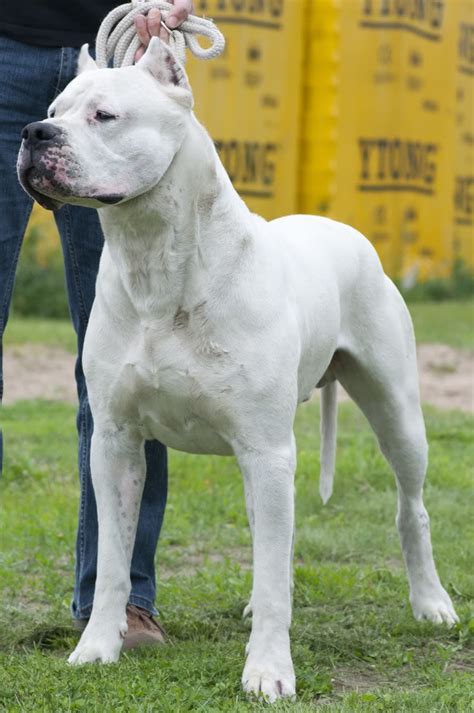 Dogo Argentino Adulto