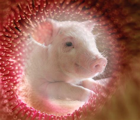 Efecto de la fuente de cobre en la salud intestinal de lechones destetados