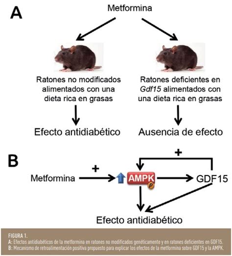Efectos de la metformina en el cuerpo
