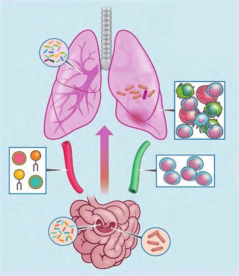 Eje Intestino-Pulmón