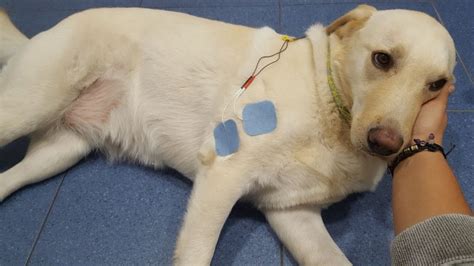 Electroestimulación en animales