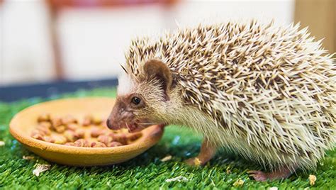 Erizo comiendo