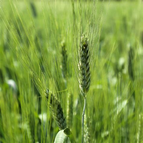 Espigas de trigo Triticum turgidum