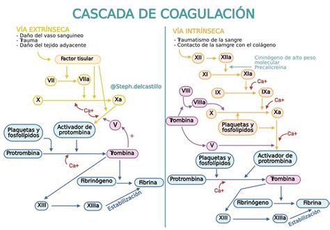 Esquema de la cascada de coagulación