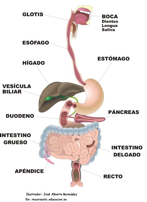 Esquema del Aparato Digestivo
