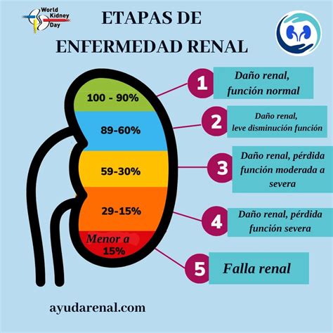 Estadios de la enfermedad renal crónica