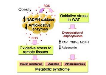 Estrés oxidativo aumentado en obesidad y su efecto sobre el síndrome metabólico