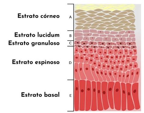 Estrato corneo