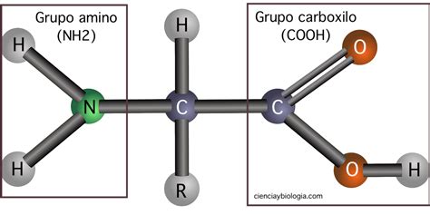 Estructura de Aminoácidos