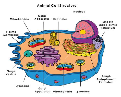 Estructura de la Célula Animal