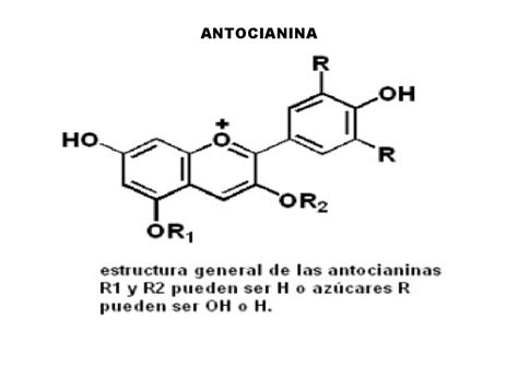 Estructura de las antocianinas