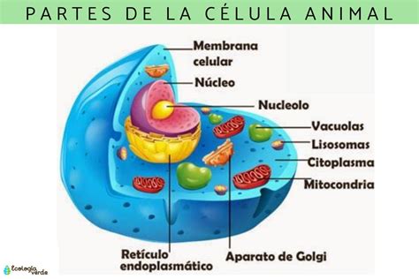 Estructura de una célula animal