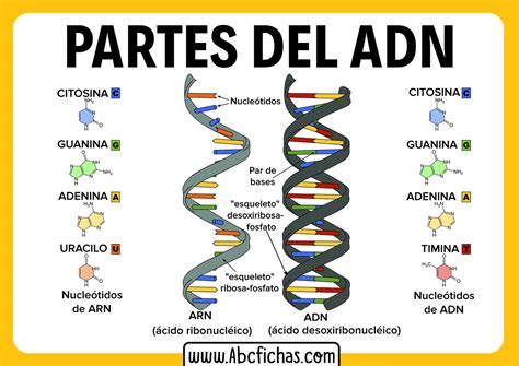 Estructura del ADN