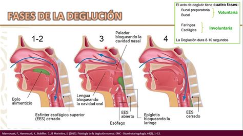 Estructuras anatómicas involucradas en el proceso de succión y deglución.