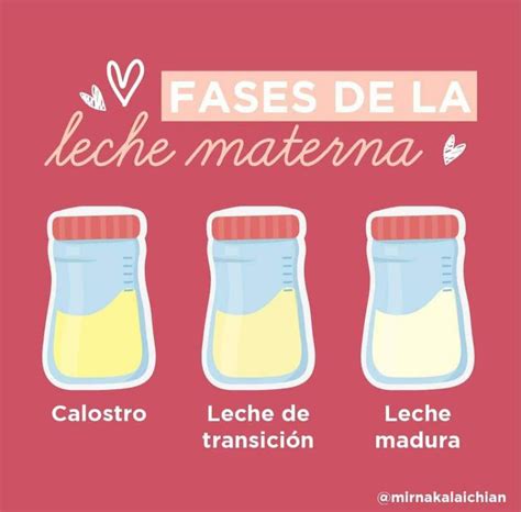 Etapas de la lactancia materna