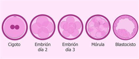 Etapas del desarrollo embrionario