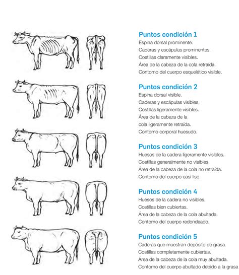 Evaluación de la condición corporal del ganado