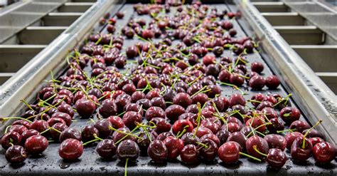 Exportación de cerezas