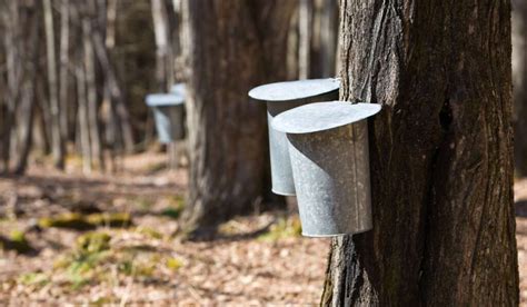 Extracción de savia de arce para la producción de miel de maple