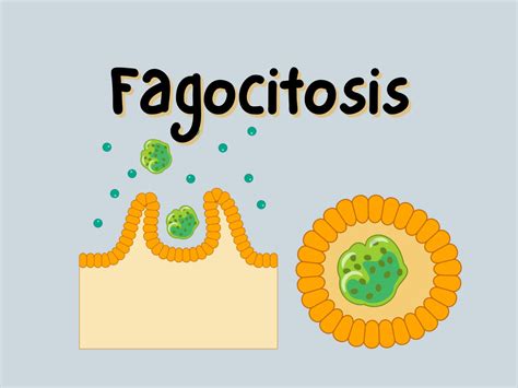 Fagocitosis