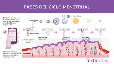 Fases del ciclo menstrual