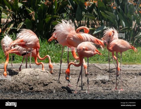Flamencos nidificando