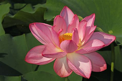 Flor de Loto