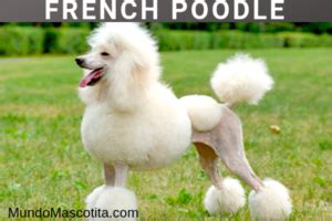 French Poodle recibiendo atención