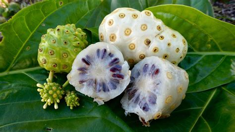 Fruto de Noni (Morinda citrifolia)
