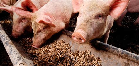 Fuentes de Cobre en la Alimentación Porcina