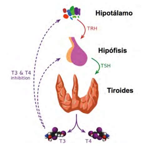 Funcionamiento del eje hipotálamo-hipófisis-tiroides