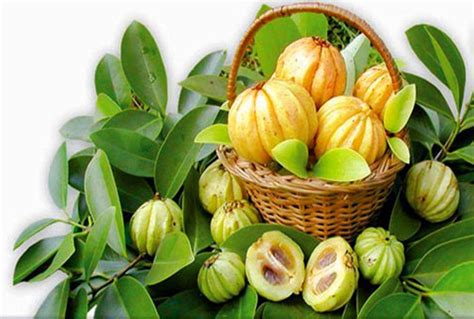 Garcinia Cambogia Fruit