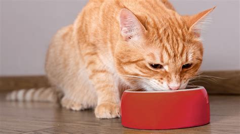 Gato comiendo